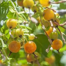 Heirloom Golden Currant Fruit Seeds for Planting - Tangy Yellow Berries for Your Garden, GMO Free