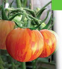 Red Yellow Tomato Vegetable Seeds for Planting heirloom & Non-GMO Seeds