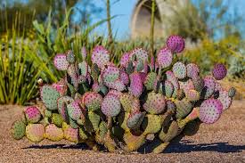 Pink Opuntia Chlorotica Plantning frø til have 100 stk