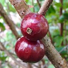 Plinia oblongata – "Red Jabuticaba" Fruit Seeds - Unique Brazilian Jabuticaba Trees for Edible Berries