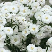 White Ptarmica Flower Seeds for Planting - 100 pcs