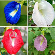 Mix Ternatea Flower Seeds for Planting - 100 pcs