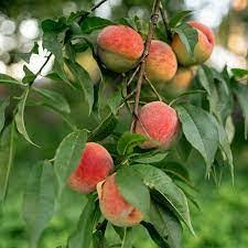 Red Haven Peach Fruit Seeds for Planting - Grow Juicy and Flavorful Peaches in Your Garden, Heirloom Seeds