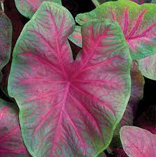 Red Fancy Leaf or Brandywine Caladium Leaf Plant Seeds for Planting -100 pcs