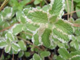 Variegated Pineapple Peppermint Plant Seeds- Organic Fresh Peppermint Seeds