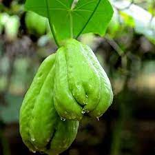 Chayote Vegetable Seeds for Planting - Non-GMO, Easy to Grow in Small Gardens,Heirloom Seeds