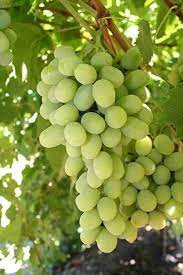 Light Green Grape Fruit Seeds for Planting - Sweet Grapes with a Refreshing Taste, Heirloom Seeds