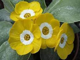 Yellow Primula Auricula Seeds for Planting, 100 pcs