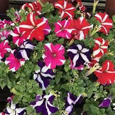 Starry Petunia Multi-Colour Flower Seeds for Planting – Heirloom, Non-GMO Seeds, High Germination, Vibrant Blooms