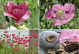 Giant Poppy Seeds (Papaver somniferum) – Giganteum Variety with Massive Seed Heads and Blooms, Heirloom, Non-GMO, High-Germination Organic Seeds