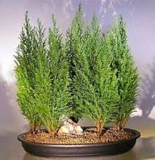 Italian Cypress Tree Seeds (Cupressus sempervirens) – Heirloom Non-GMO Seeds for Tall Elegant Landscapes