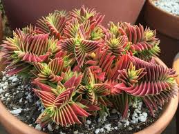 Red Pagoda Plant Seeds for Planting - 100 pcs