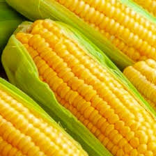 Sweet Corn Golden Bantam Seeds – Non-GMO, Heirloom, High-Yield Sweetcorn Variety