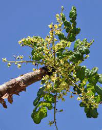 Boswellia Sacra Seeds for Planting – Heirloom, NON-GMO, Easy to Grow Frankincense Tree Seeds