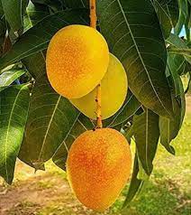 Mango Fruit Seeds for Growing Delicious and Juicy Mangoes  100 pcs