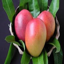 Tommy Atkins (USA/Mexico)  Mango Fruit Seeds for Planting - Ideal for Growing Tropical Mango Trees