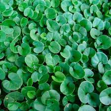 Heirloom Non-GMO Green Dichondra Repens Lawn Seeds – Lush Ground Cover for Garden Planting