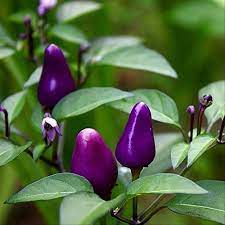 Dwarf Chilli Pepper Little Blue Exotic Mini Hot Pepper Seeds for Planting | Heirloom, Non-GMO, Organic Seeds