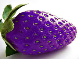 Purple Strawberry Fruit Seeds for Planting – Heirloom Non-GMO High Germination Organic Garden Seeds