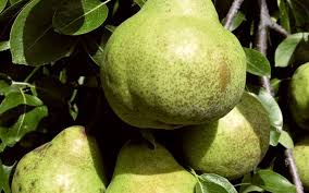 Packham’s Triumph Pear Seeds for Planting – Green, Lumpy & Extra Sweet Variety, Heirloom Seeds