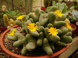 Conophytum Bilobum Cactus Seeds for Planting - 100 pcs