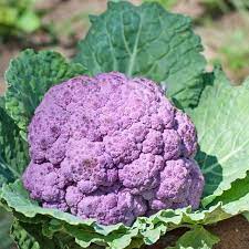 Purple Cauliflower Seeds for Planting, 100 pcs