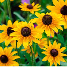 Rudbeckia fulgida ‘Goldsturm’ Black-Eyed Susan flower seeds - Heirloom &amp; Non-GMO garden seeds