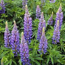 Wild Lupine / Sundial Lupine (Lupinus perennis) Flower Seeds for Planting - Heirloom & Non-GMO garden seeds