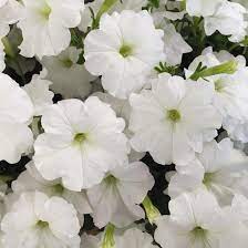 White Petunia Flower Seeds for Planting - Heirloom, NON-GMO Garden Seeds - Easy to Grow Blooms