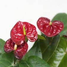 Maroon Anthurium Linden Blomsterfrø til udplantning - 100 stk