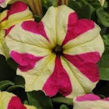 Red & Yellow Petunia Seeds for Planting - Heirloom, NON-GMO Flower Seeds - Vibrant Garden Blooms