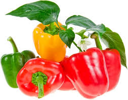 Mixed or Multicoloured  Bell Pepper Seeds for Planting-Heirloom & Non-GMO Seeds for planting