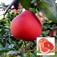 Ruby Red Pomelo Fruit Seeds for Planting - Sweet Citrus Trees for Your Garden, Heirloom Seeds