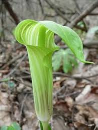 Grøn Arisaema Triphyllum Plantning af frø til have 100 stk