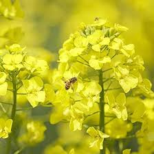 Gule spiselige rapsblomsterfrø til udplantning - 100 stk