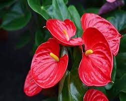 Red Anthurium Flower Seeds for Planting - 100 pcs