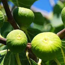 Kodota Exotic Fig Fruit Seeds for Planting - Sweet and Hardy Fig Variety for Delicious Harvests