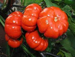 Red Solanum Integrifolium Seeds for Planting,heirloom & Non-GMO Seeds