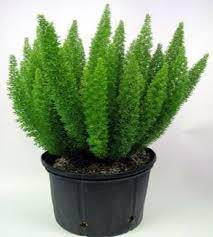 Green Asparagus Fern Plant Seeds for Planting heirloom & Non-GMO Seeds