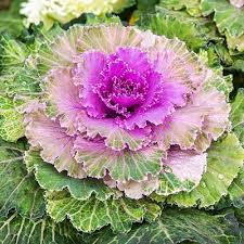 Pink Nagoya Kale Seeds for Planting  heirloom & Non-GMO Seeds