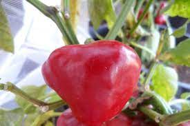 Nora Pepper Seeds for Planting - Spicy Vegetable 100 pcs