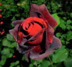 Dark Red Holland Rose Flower Seeds – Heirloom, Non-GMO, High Germination Organic Garden Seeds for Planting