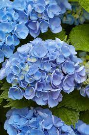 Blue Hydrangea Flower Seeds for Planting,100 pcs