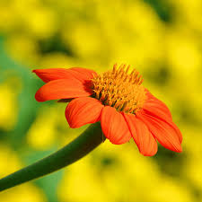 Orange Tithonia Speciosa Blomsterfrø til udplantning, 100 stk