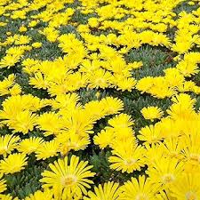 Yellow Delosperma Nubigenum or Ice Plant Flower Planting Seeds for Garden 100 pcs