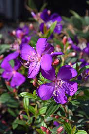 Purple Tibouchina Flower Seeds for Planting - 100 pcs