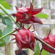 Australian Rosella Hibiscus Flower Seeds for Planting - Hibiscus Sabdariffa Var. Sabdariffa