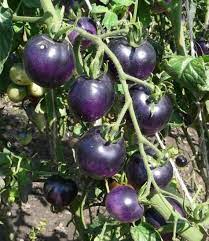 Tomato Seeds for Planting Night Blue - 100 pcs