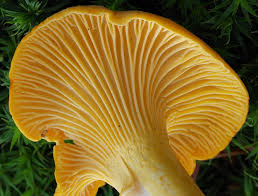 Chanterelle Mushroom Seeds for Planting, Brown, 100 pcs