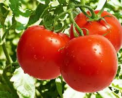 Tomato Vegetable Seeds for Planting – Classic Red Variety – Heirloom, Non-GMO, High Germination Organic Garden Seeds